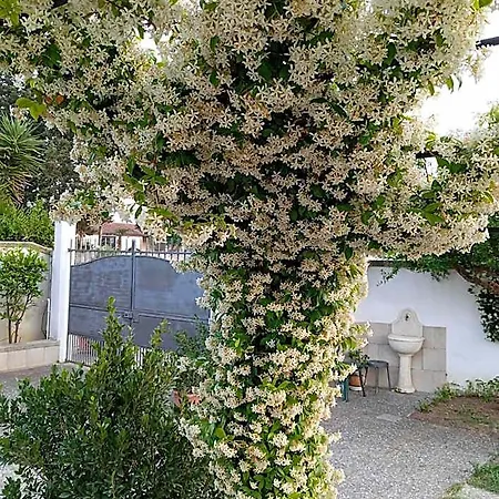 فندق مبيت وإفطار Sofia Novoli